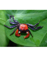 Краб красный дьявол (Geosesarma sp.) Краб красный дьявол (Geosesarma sp.)