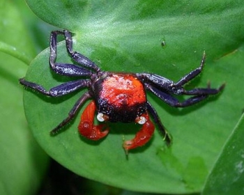 Краб красный дьявол (Geosesarma sp.)