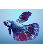 Петушок супердельта (Betta Splendens var.) Петушок супердельта (Betta Splendens var.)