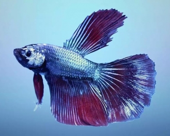 Петушок супердельта (Betta Splendens var.)