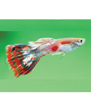 Гуппи Мозайка красная самцы (Poecilia reticulata var.)