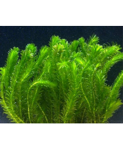 Элодея денса (Egeria densa) Элодея денса (Egeria densa)