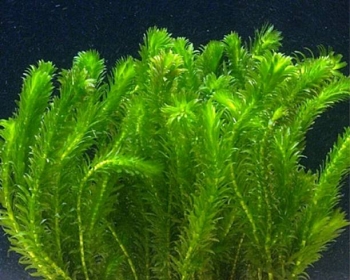 Элодея денса (Egeria densa)
