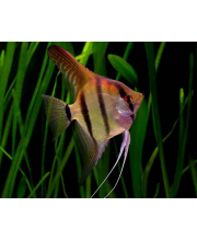 Скалярия обыкновенная (Pterophyllum scalare) Скалярия обыкновенная (Pterophyllum scalare)