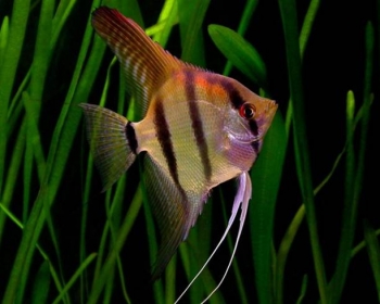 Скалярия обыкновенная (Pterophyllum scalare)