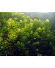 Роголистник (Ceratophyllum demersum) Роголистник (Ceratophyllum demersum)
