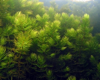 Роголистник (Ceratophyllum demersum)