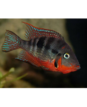 Цихлазома Меека (Cichlasoma meeki) Цихлазома Меека (Cichlasoma meeki)