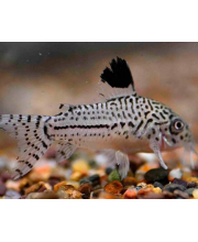 Коридорас Юли (Corydoras julii) Коридорас Юли (Corydoras julii)