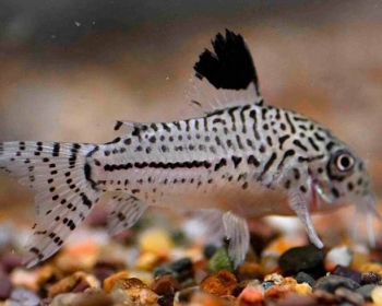 Коридорас Юли (Corydoras julii)
