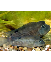 Цихлида львиноголовая (Steatocranus casuaris) Цихлида львиноголовая (Steatocranus casuaris)