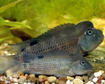Цихлида львиноголовая (Steatocranus casuaris)