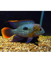 Акара берюзовая (Aequidens rivulatus) Акара берюзовая (Aequidens rivulatus)