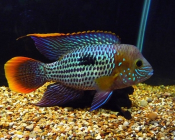 Акара берюзовая (Aequidens rivulatus)