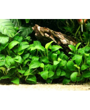 Анубиас Бартера (Anubias barteri)