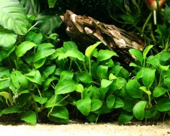 Анубиас Бартера (Anubias barteri)