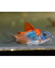 Коридорас Венесуэльский (Corydoras venezuelanus) Коридорас Венесуэльский (Corydoras venezuelanus)