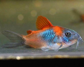 Коридорас Венесуэльский (Corydoras venezuelanus)