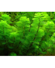 Кабомба водная (Cabomba aquatica) Кабомба водная (Cabomba aquatica)