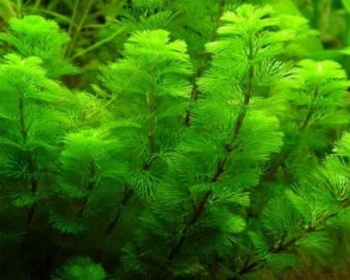 Кабомба водная (Cabomba aquatica)