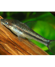 Отоцинклюс аффинис (Otocinclus Affinis) Отоцинклюс аффинис (Otocinclus Affinis)