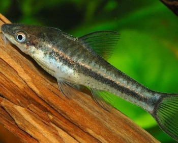 Отоцинклюс аффинис (Otocinclus Affinis)