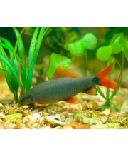 Лабео зеленый (Labeo frenatus) Лабео зеленый (Labeo frenatus)
