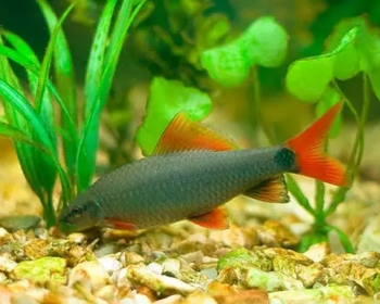 Лабео зеленый (Labeo frenatus)