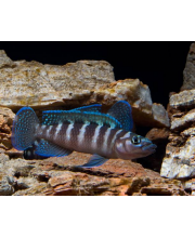 Неолампрологус Цилиндрикус (Neolamprologus сylindricus)