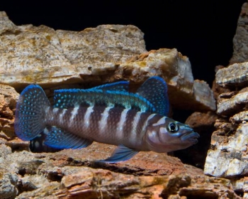 Неолампрологус Цилиндрикус (Neolamprologus сylindricus)
