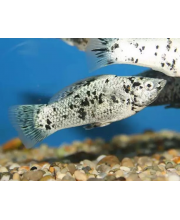 Моллинезия мраморная (Poecilia sphenops var.) Моллинезия мраморная (Poecilia sphenops var.)