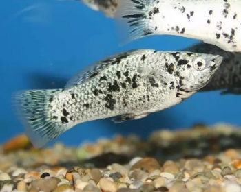 Моллинезия мраморная (Poecilia sphenops var.)