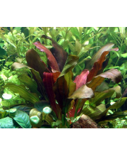 Эхинодорус в ассортименте (Echinodorus) Эхинодорус в ассортименте (Echinodorus)