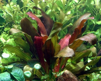 Эхинодорус в ассортименте (Echinodorus)