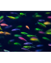 Данио ассорти (Danio rerio var. Данио ассорти (Danio rerio var.