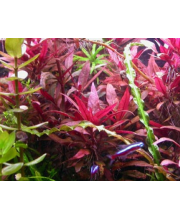 Альтернатера лиловая (Alternanthera lilacina) Альтернатера лиловая (Alternanthera lilacina)