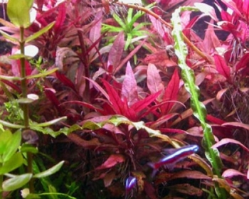 Альтернатера лиловая (Alternanthera lilacina)