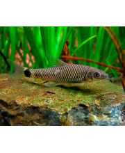 Водорослеед сетчатый (Crossocheilus reticulatus) Водорослеед сетчатый (Crossocheilus reticulatus)