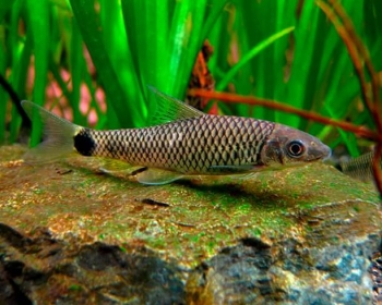 Водорослеед сетчатый (Crossocheilus reticulatus)