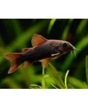 Коридорас Венесуэльский черный (Corydoras venezuelanus)